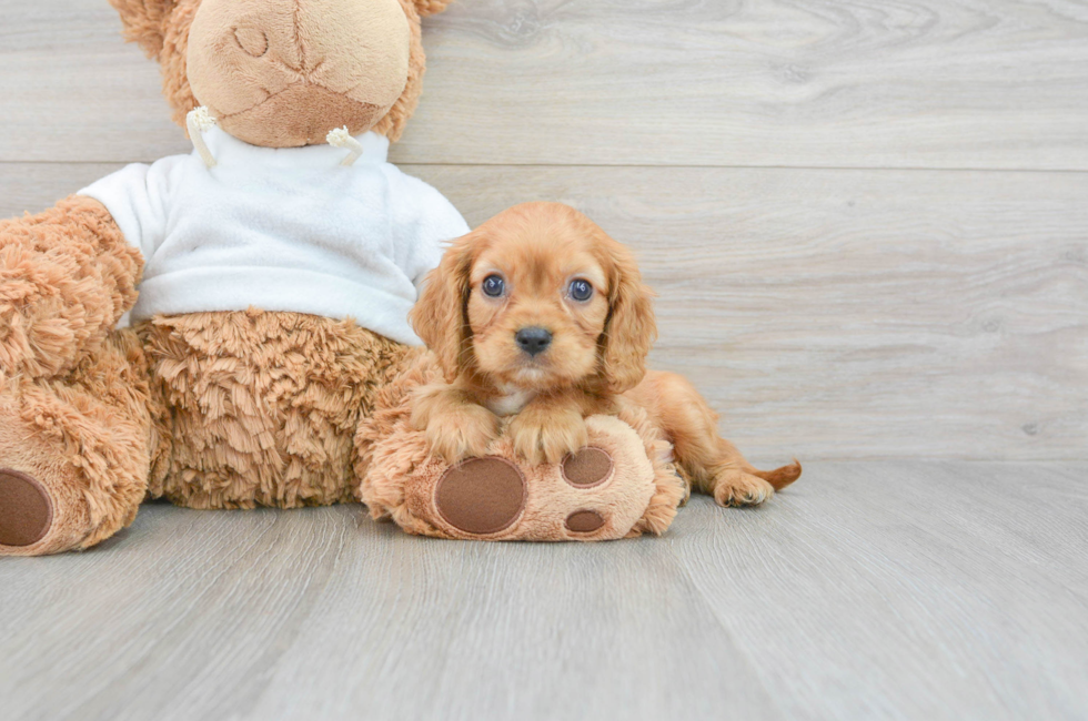 10 week old Cavalier King Charles Spaniel Puppy For Sale - Premier Pups