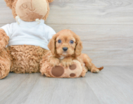 8 week old Cavalier King Charles Spaniel Puppy For Sale - Premier Pups