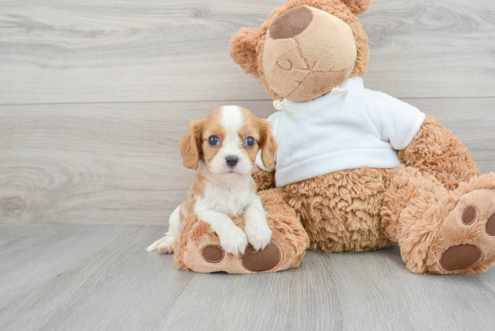 Best Cavalier King Charles Spaniel Baby