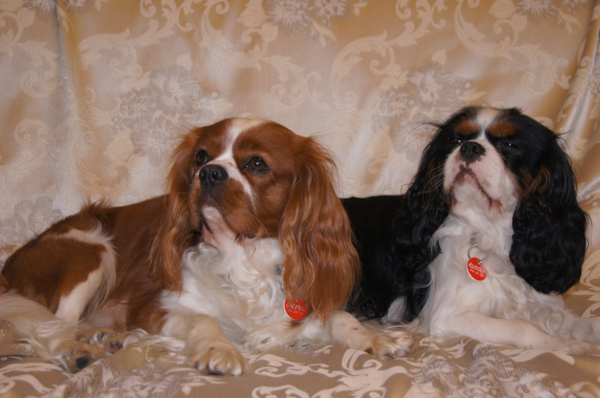 Cavalier King Charles Spaniel Coat Colors: Expert Insights (2024)