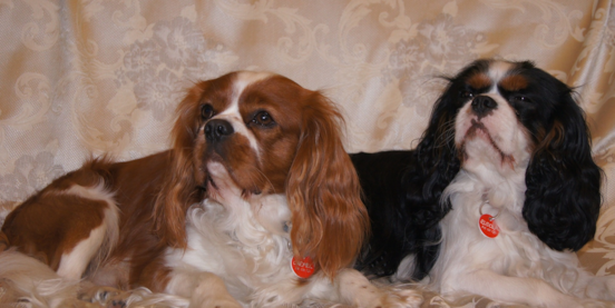 Exploring the Beautiful Palette of Cavalier King Charles Spaniel Colors 