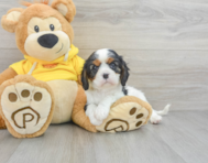 9 week old Cavalier King Charles Spaniel Puppy For Sale - Premier Pups