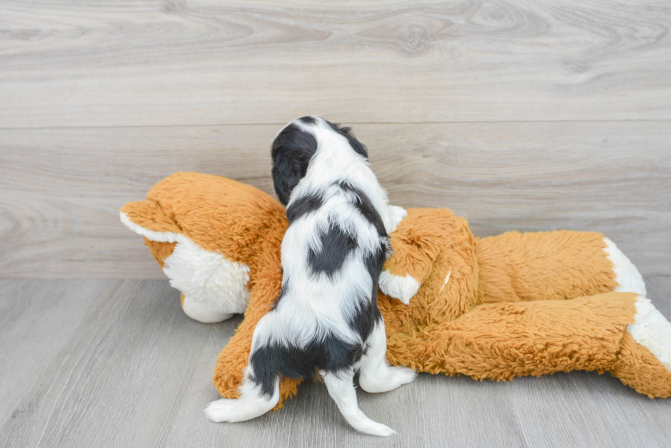 Popular Cavalier King Charles Spaniel Baby