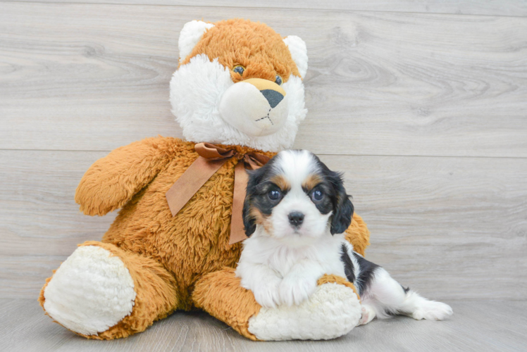 Cavalier King Charles Spaniel Puppy for Adoption