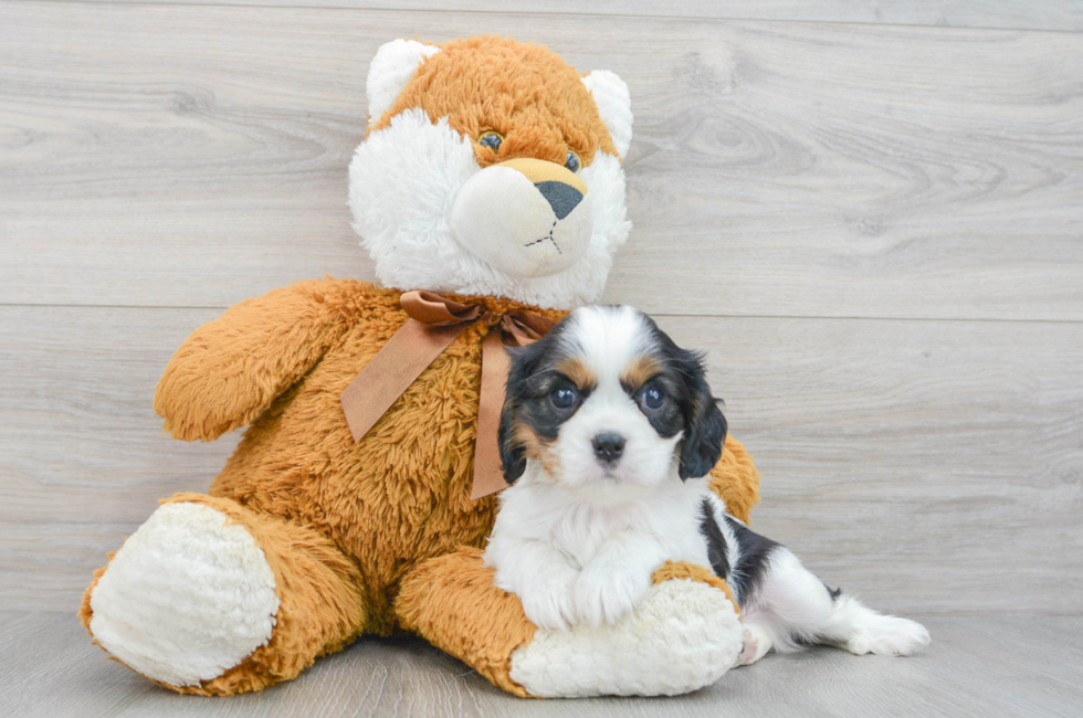 8 week old Cavalier King Charles Spaniel Puppy For Sale - Premier Pups