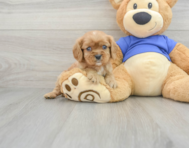 5 week old Cavalier King Charles Spaniel Puppy For Sale - Premier Pups