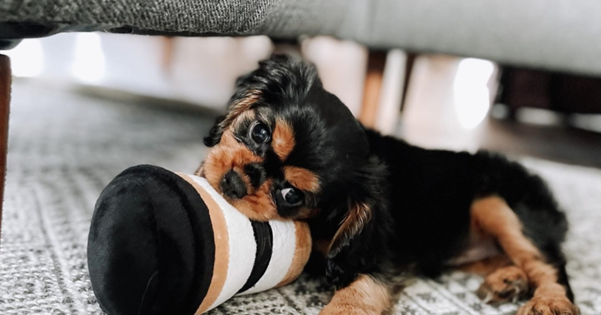 Find King Charles Spaniel Puppies for Sale in Hoover, Alabama