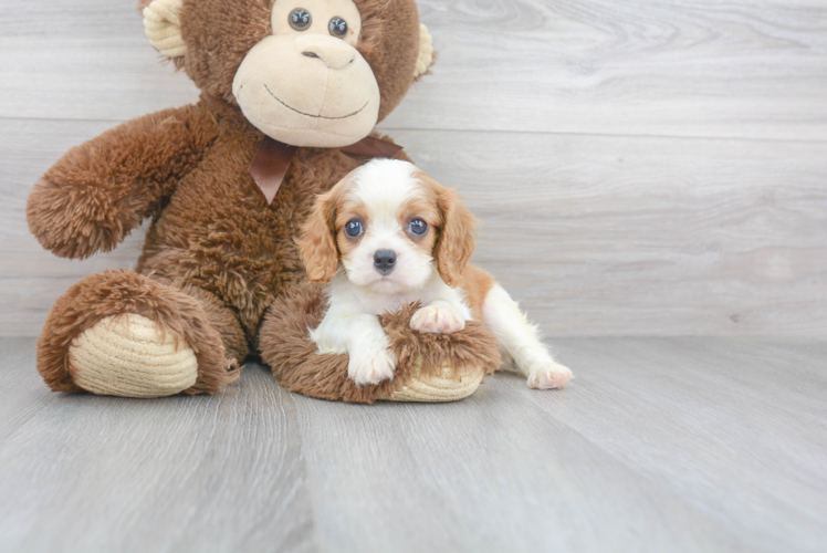 Meet Conway - our Cavalier King Charles Spaniel Puppy Photo 1/3 - Premier Pups