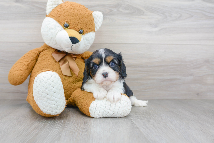 Meet Conway - our Cavalier King Charles Spaniel Puppy Photo 1/3 - Premier Pups