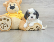 9 week old Cavalier King Charles Spaniel Puppy For Sale - Premier Pups