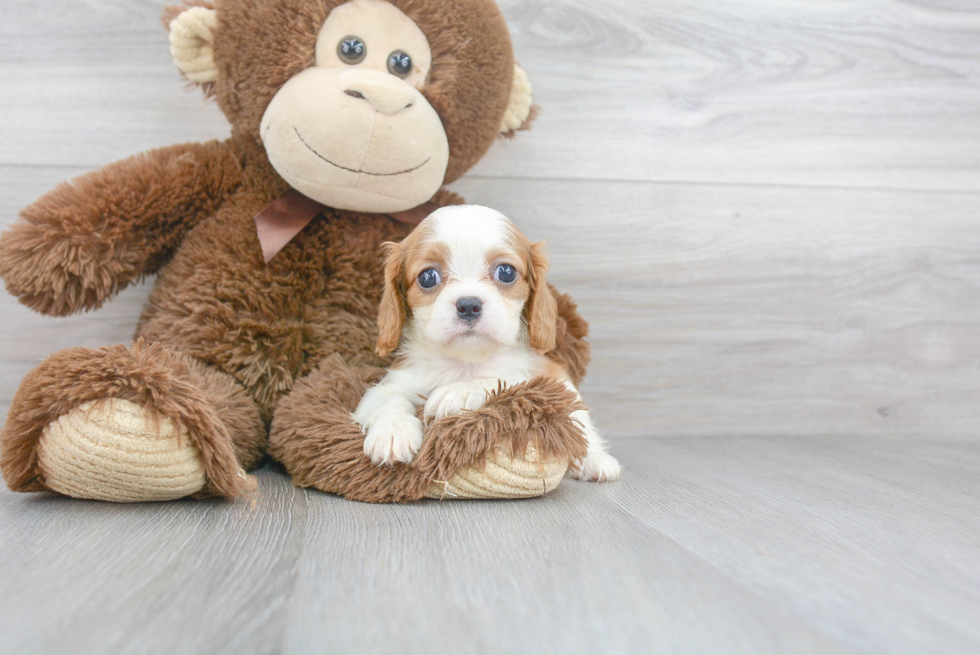 Meet Molly - our Cavalier King Charles Spaniel Puppy Photo 1/3 - Premier Pups