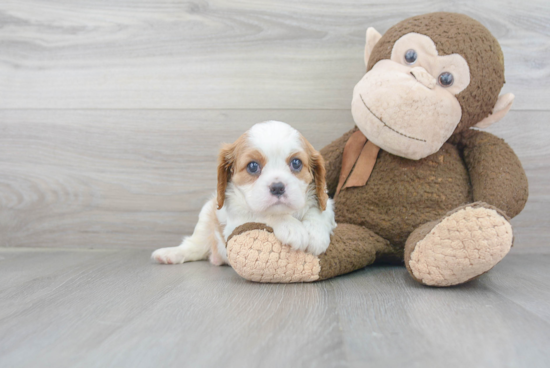 Friendly Cavalier King Charles Spaniel Purebred Pup