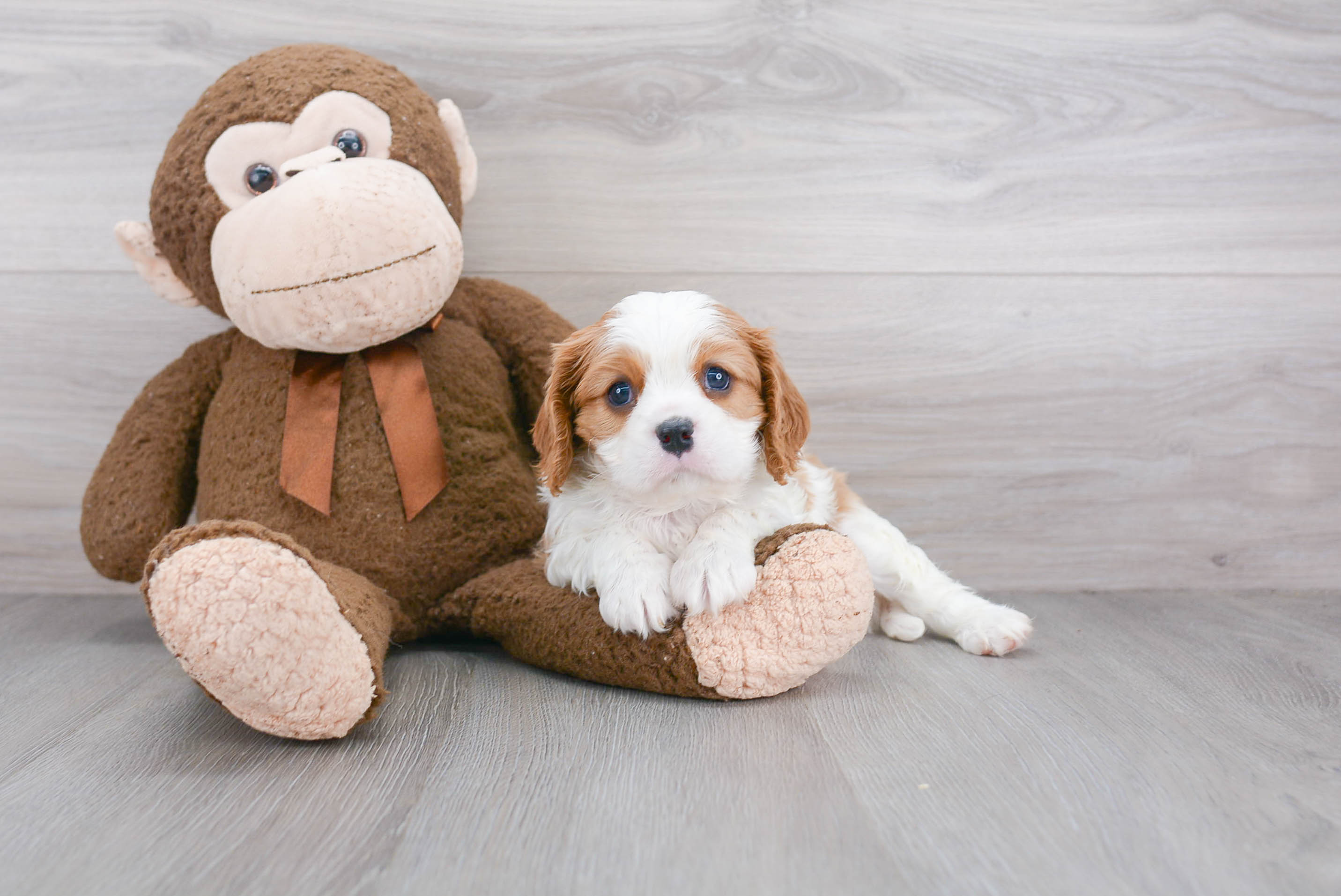 cavalier king charles spaniel for sale under 500