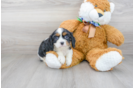Meet Dean - our Cavalier King Charles Spaniel Puppy Photo 2/3 - Premier Pups
