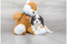 Meet Donna - our Cavalier King Charles Spaniel Puppy Photo 1/3 - Premier Pups