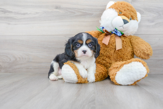 Adorable Cavalier King Charles Spaniel Purebred Puppy