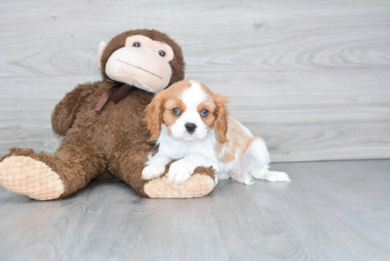 Popular Cavalier King Charles Spaniel Baby