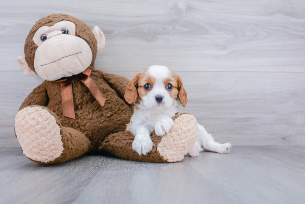 Small Cavalier King Charles Spaniel Purebred Pup