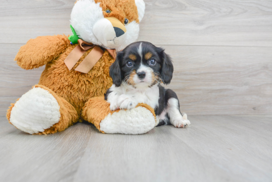 Adorable Cavalier King Charles Spaniel Purebred Puppy