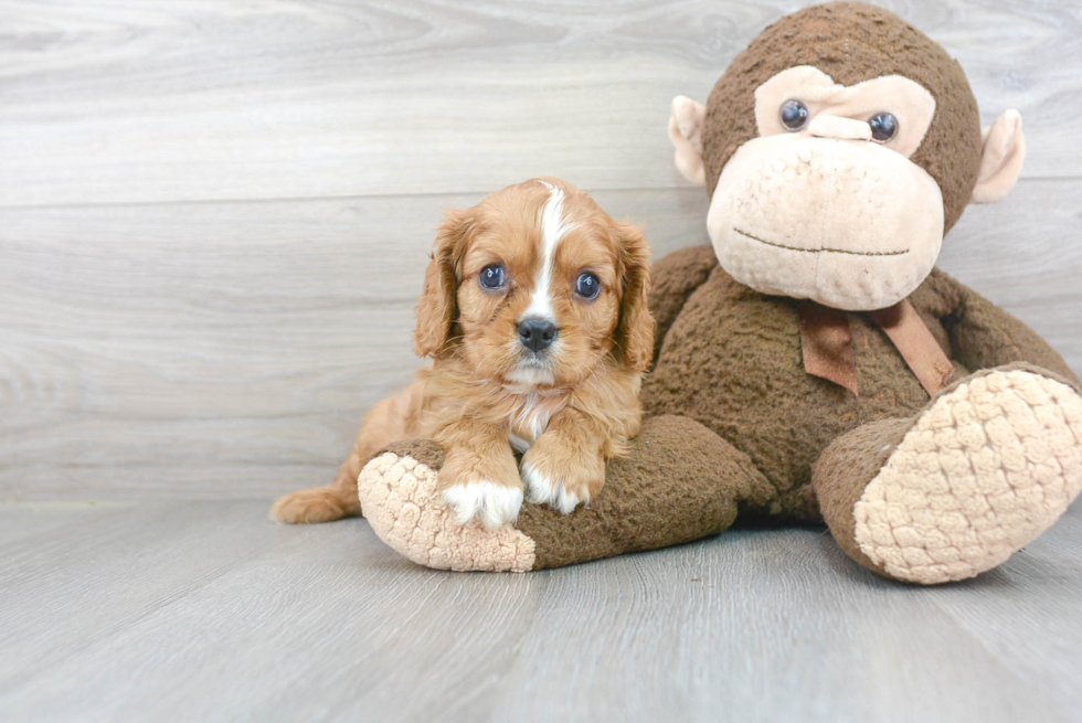 Adorable Cavalier King Charles Spaniel Purebred Puppy