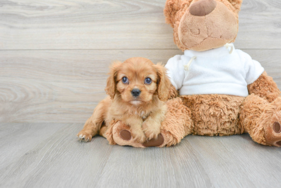 Cavalier King Charles Spaniel Pup Being Cute