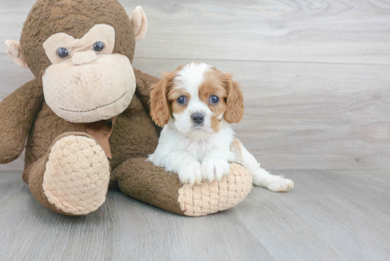 Little Cavalier King Charles Spaniel Purebred Pup