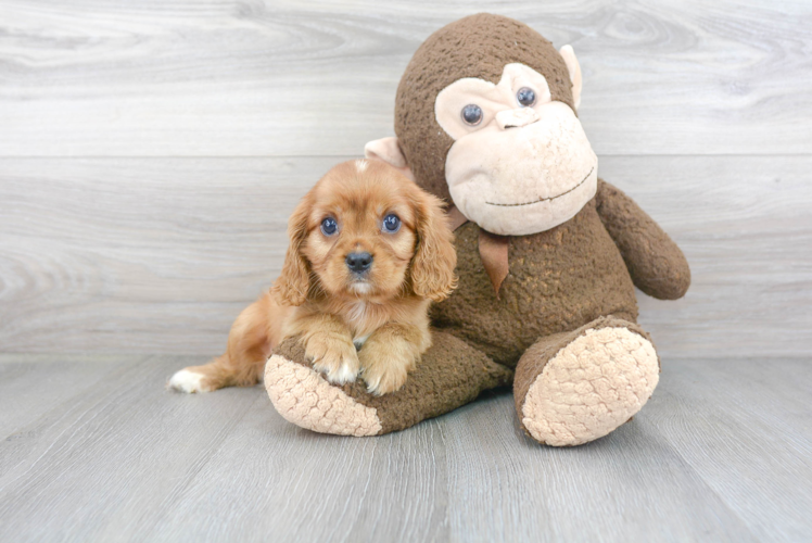 Meet Gendry - our Cavalier King Charles Spaniel Puppy Photo 2/3 - Premier Pups