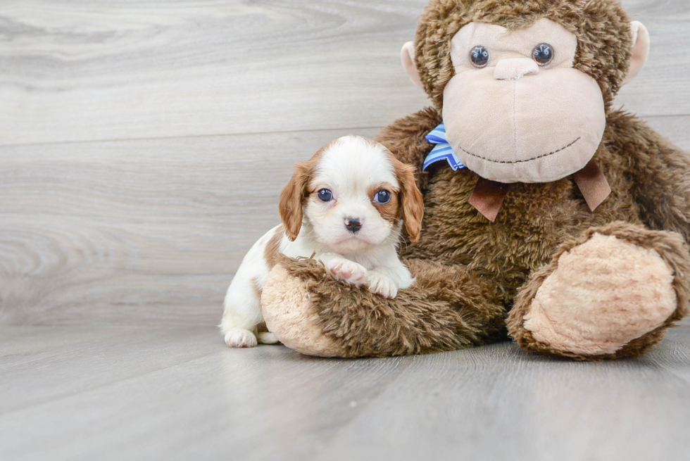 Meet Kailee - our Cavalier King Charles Spaniel Puppy Photo 2/3 - Premier Pups