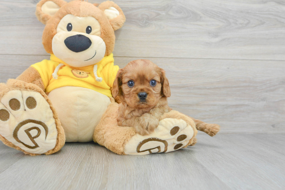 Playful Cavalier King Charles Spaniel Purebred Pup