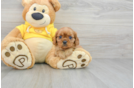 Best Cavalier King Charles Spaniel Baby