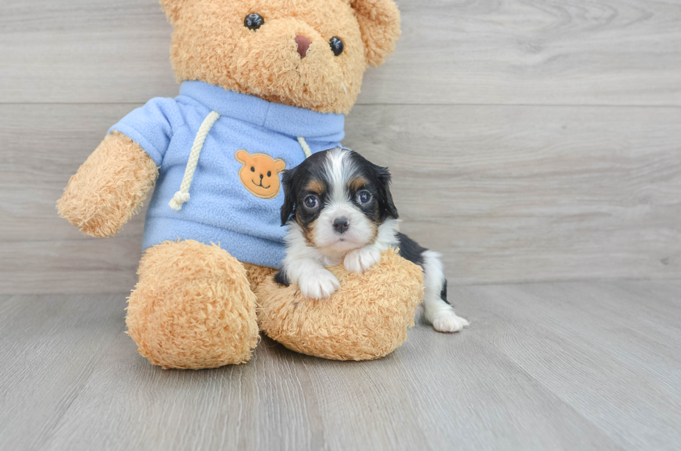 6 week old Cavalier King Charles Spaniel Puppy For Sale - Premier Pups