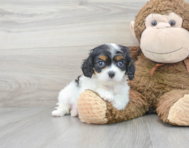 7 week old Cavalier King Charles Spaniel Puppy For Sale - Premier Pups