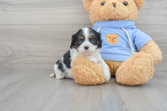 Hypoallergenic Cavalier King Charles Spaniel Purebred Pup