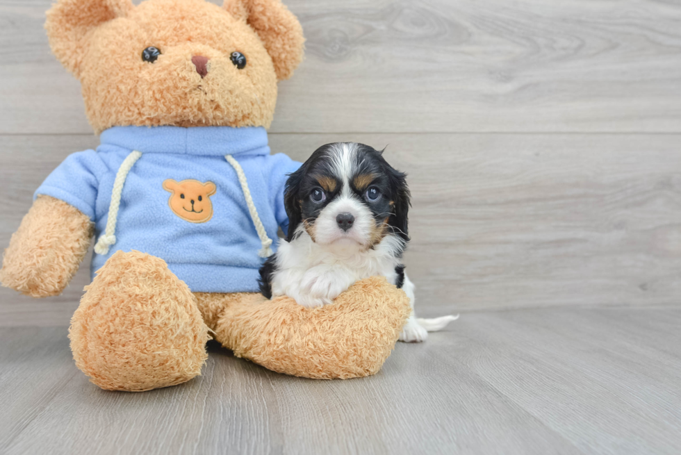 Cavalier King Charles Spaniel Pup Being Cute