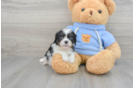 Cavalier King Charles Spaniel Puppy for Adoption