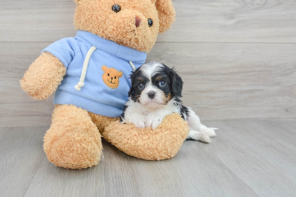 Cavalier King Charles Spaniel Puppy for Adoption
