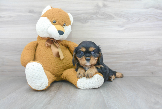 Small Cavalier King Charles Spaniel Baby