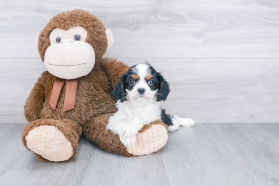 Little Cavalier King Charles Spaniel Purebred Pup
