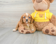 8 week old Cavalier King Charles Spaniel Puppy For Sale - Premier Pups