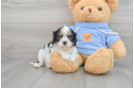 Cavalier King Charles Spaniel Pup Being Cute