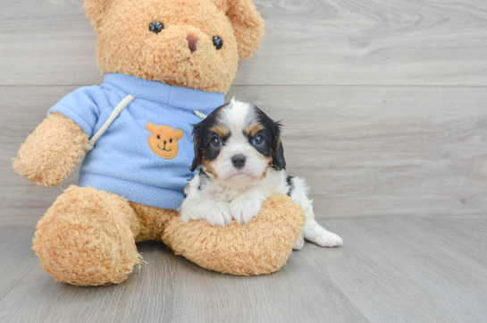 Hypoallergenic Cavalier King Charles Spaniel Purebred Pup