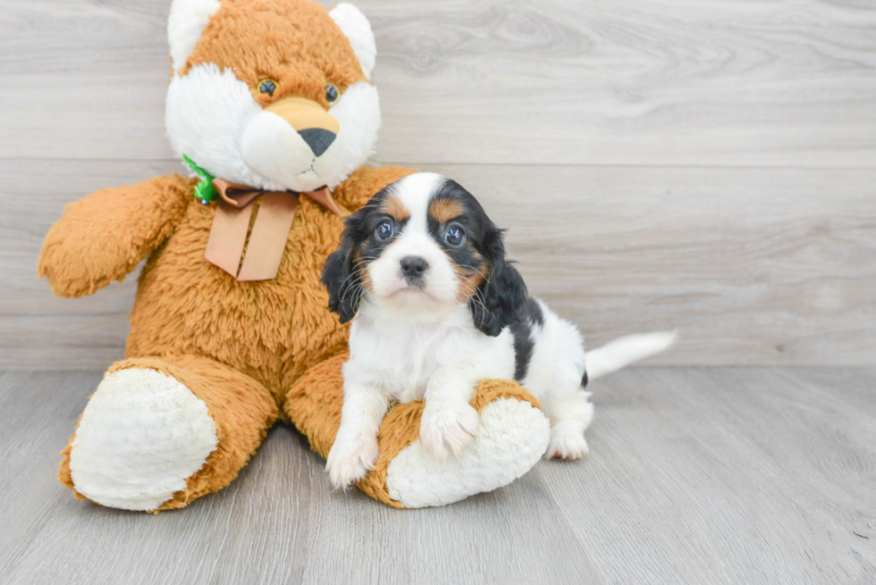 are king charles spaniels hypoallergenic