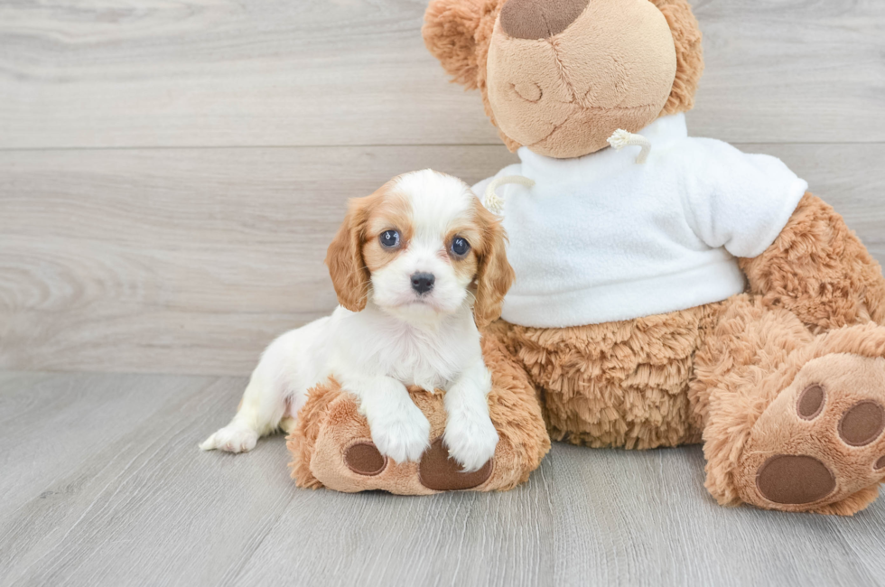 6 week old Cavalier King Charles Spaniel Puppy For Sale - Premier Pups