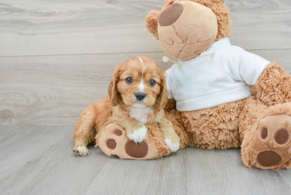 Akc Registered Cavalier King Charles Spaniel Baby