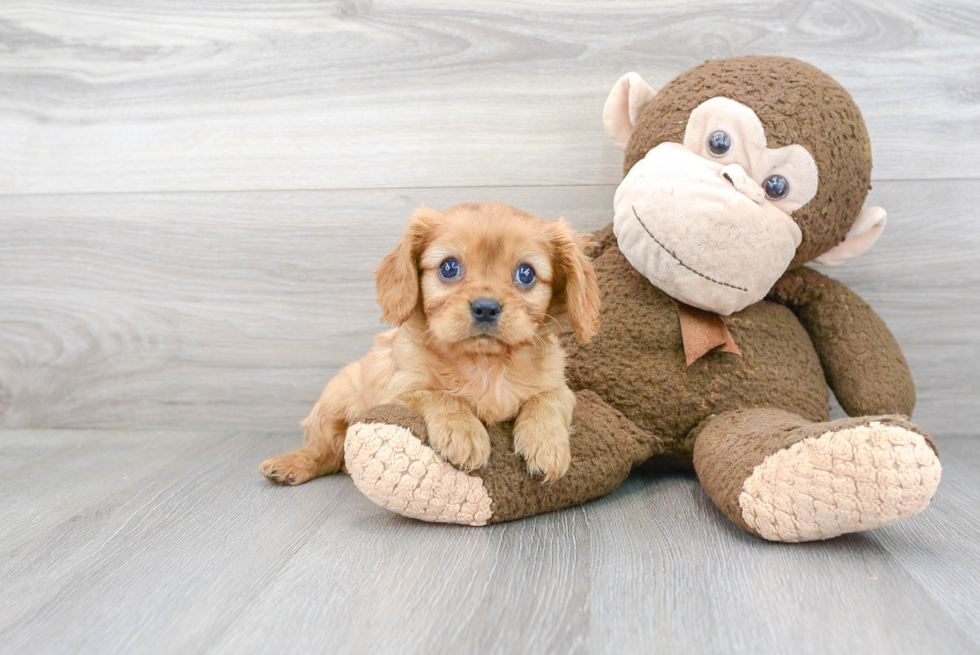 Meet Picasso - our Cavalier King Charles Spaniel Puppy Photo 2/3 - Premier Pups
