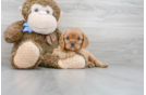 Meet Picasso - our Cavalier King Charles Spaniel Puppy Photo 1/3 - Premier Pups