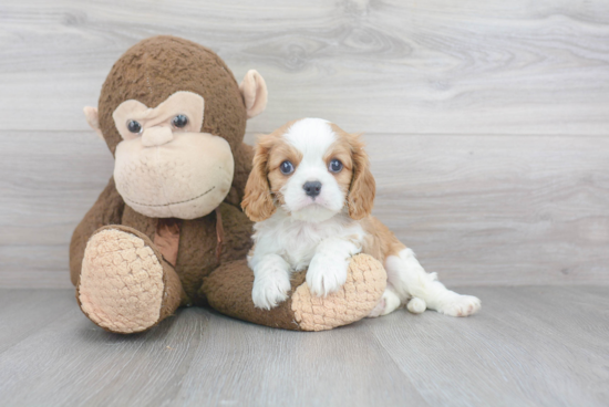 Cavalier King Charles Spaniel Puppy for Adoption