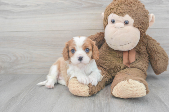 Friendly Cavalier King Charles Spaniel Baby