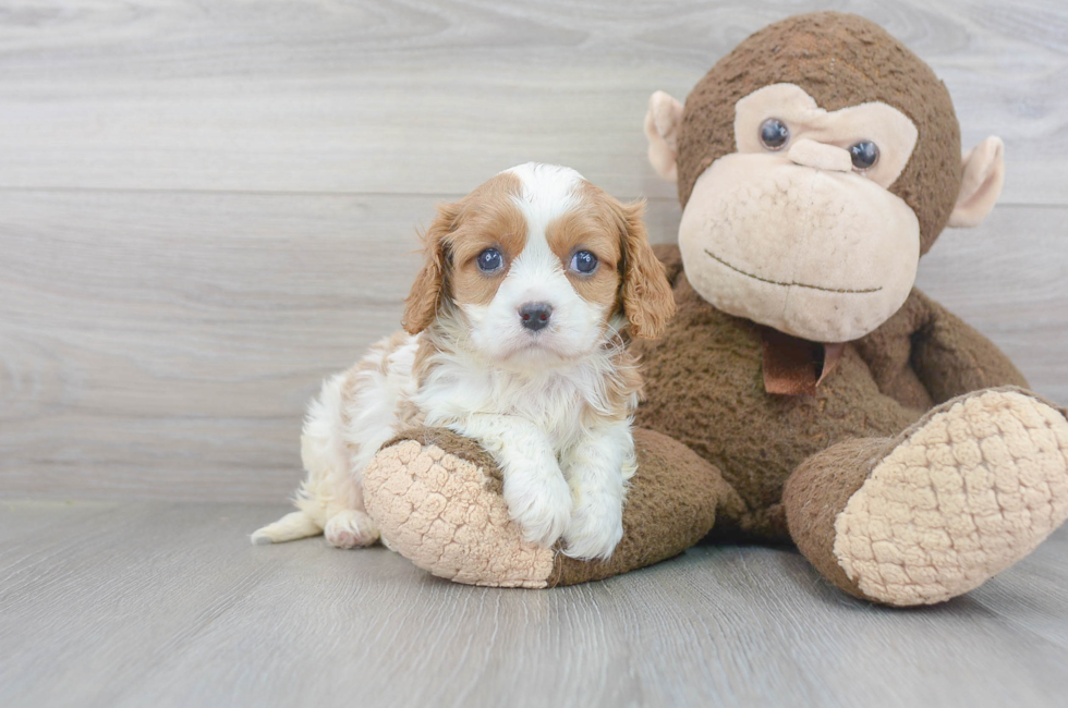 Cavalier King Charles Puppies For Sale