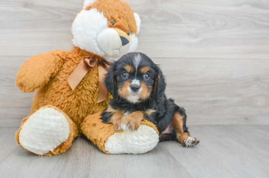 5 week old Cavalier King Charles Spaniel Puppy For Sale - Premier Pups